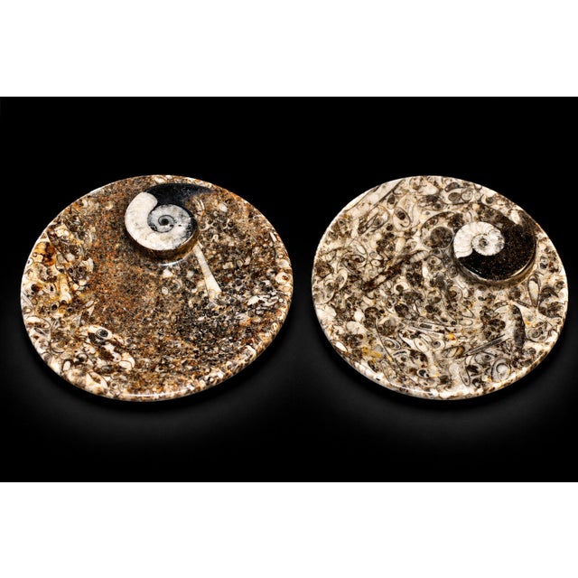 Brown Pair Ammonite Plates Natural Fossil 4.5" For Sale - Image 8 of 15
