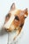 Circa 1973 Americas favorite Hollywood famous dog actor Lassie, the smart and fearless collie. With wire hanging loop. WE...