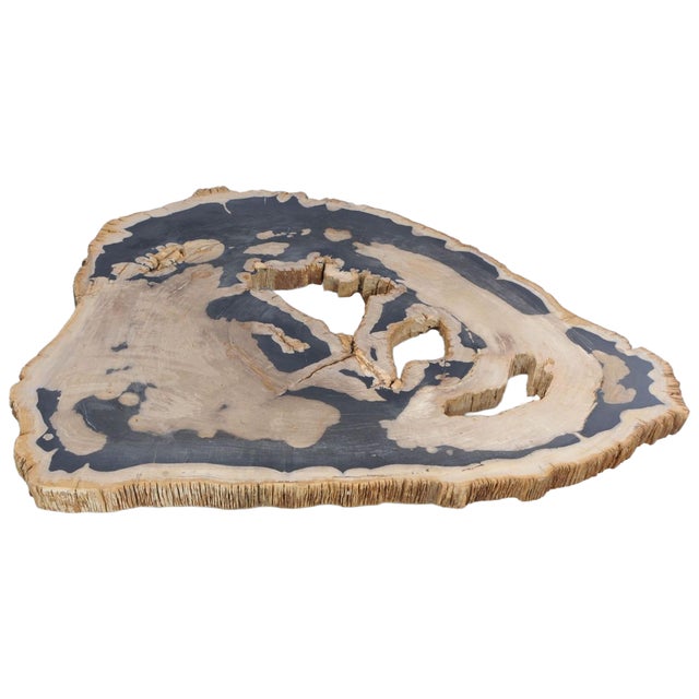 This remarkable petrified wood table top can be placed on a steel frame in the height of your choice, allowing the piece...