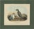 After D. G. Elliot, Bird Illustration of a Young and Adult Temminck's Auk, 1869, Print For Sale