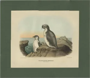 After D. G. Elliot, Bird Illustration of a Young and Adult Temminck's Auk, 1869, Print