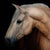 This oil painting on panel features a striking portrayal of a horse, its muscular form illuminated against a deep black...