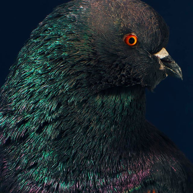 Contemporary Contemporary Limited Edition Black Modena Bronze Shield Pigeon by Brendan Burden (20x24") For Sale - Image 3 of 4