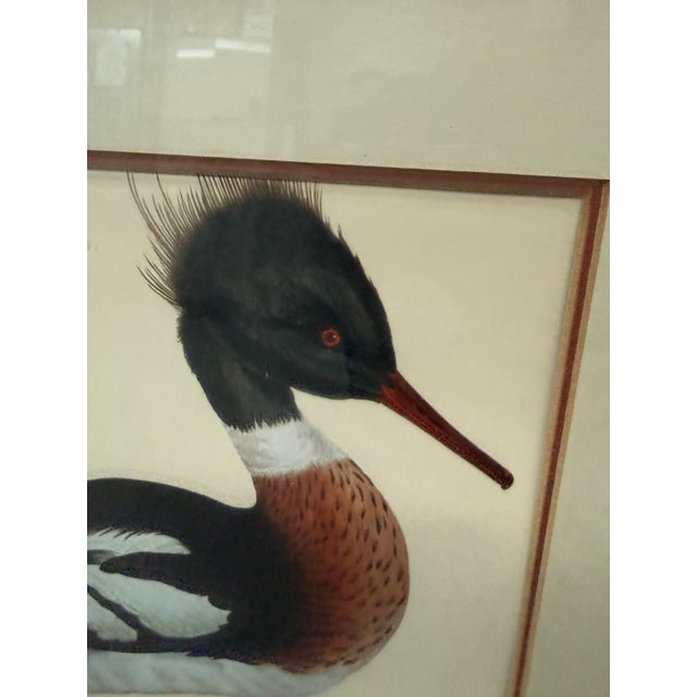 Red Jan Christian Sepp Merganser Duck Engraving Reproductions, Pair For Sale - Image 8 of 9