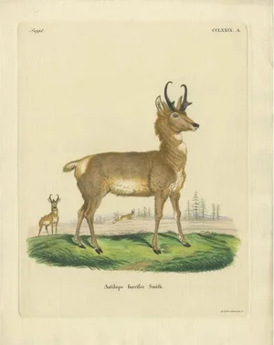 Schreber, Antelope, 1775, Print