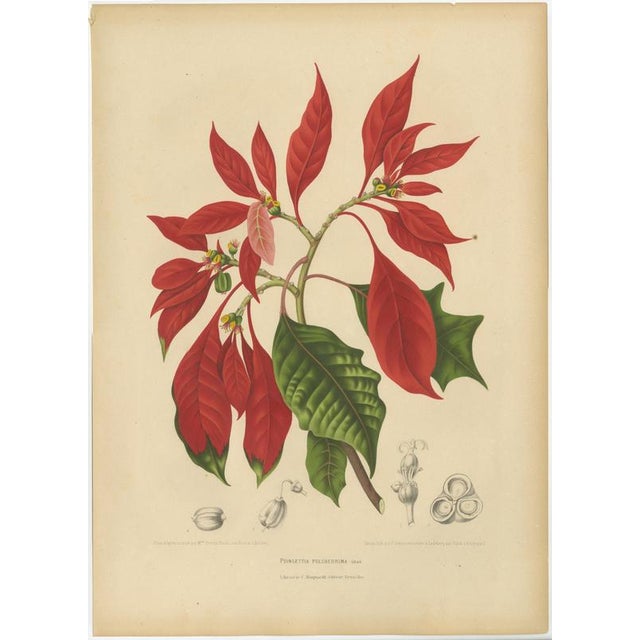 Berthe Hoola van Nooten, Poinsettia, 1880, Chromolithograph For Sale - Image 9 of 9