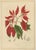 Berthe Hoola van Nooten, Poinsettia, 1880, Chromolithograph For Sale - Image 9 of 9