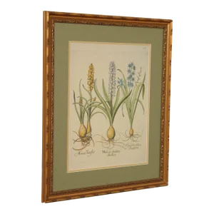 Botanical 'Hortus Eystettensis' Plate no. 45 Etching, After Basilius Besler