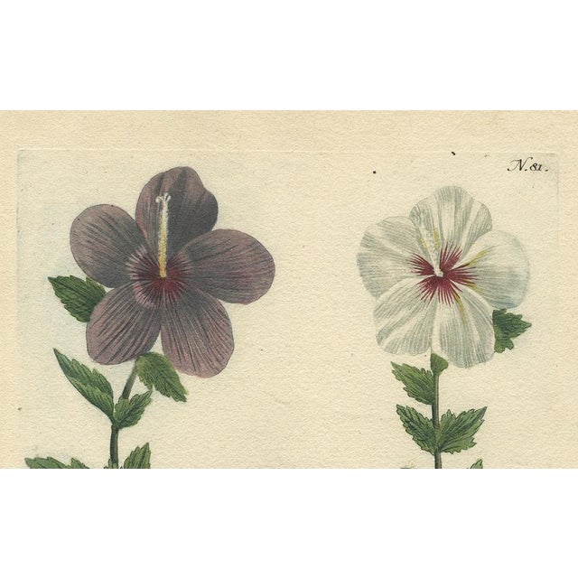 Weinmann, Tree Mallow Flowers, 1737, Engraving For Sale - Image 4 of 11
