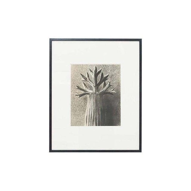 Karl Blossfeldt, Black and White Botanical Image, 1942, Photogravure, Framed For Sale - Image 11 of 18