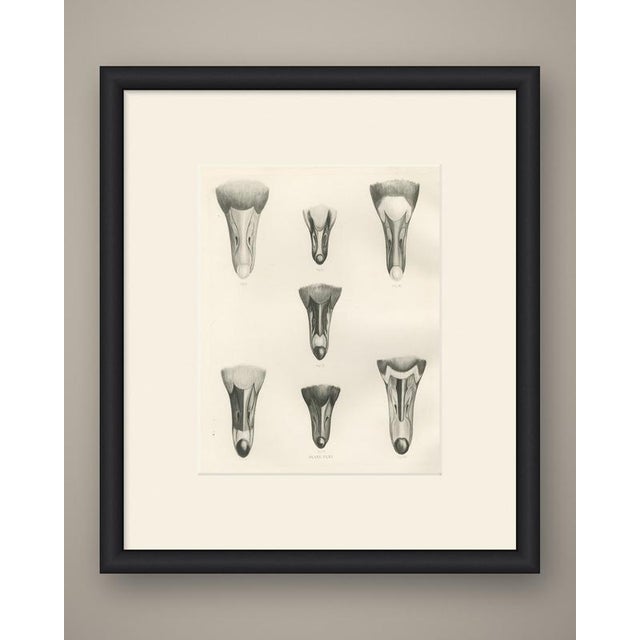 This antique bird print shows a comparative plate of seven goose heads lettered fig i to fig vii, each drawn from the...