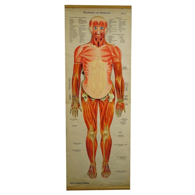 Antique Human Musculature Foldable Anatomical Wall Chart For Sale - Image 10 of 10