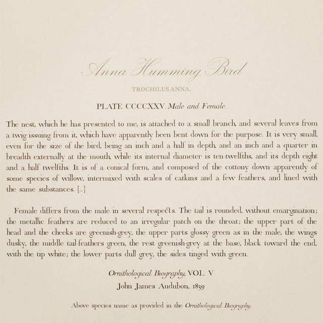 1990s Columbian Humming Bird After Audubon, Large Cottage Print For Sale - Image 9 of 11