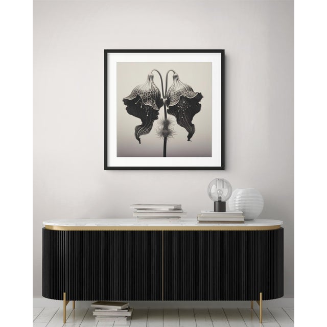 A striking black-and-white botanical print featuring Aristolochia Clematitis, meticulously restored and remastered from an...