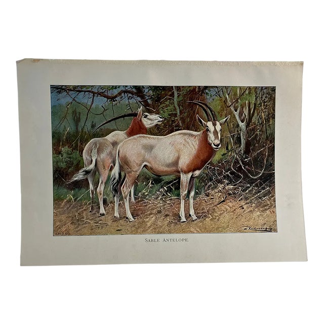 1925 Sable Antelope Print For Sale