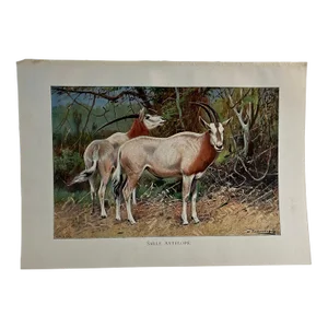1925 Sable Antelope Print