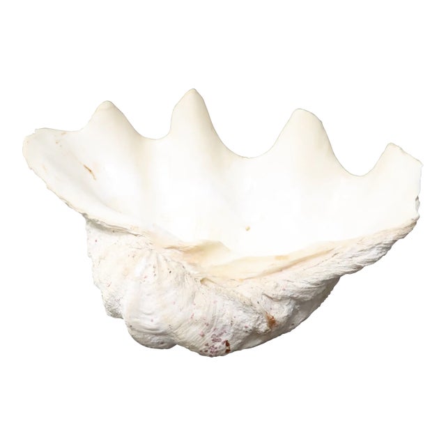Oversized Tridacna Clam Shell For Sale