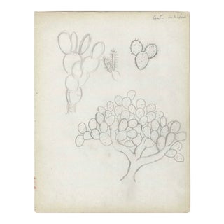 1950s Grace Spongberg Mexican Cactus Drawing For Sale
