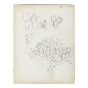 1950s Grace Spongberg Mexican Cactus Drawing