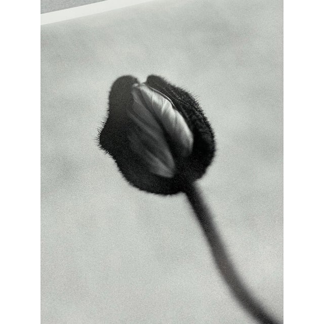 Ugne Pouwell, Poppy No.8, 2025, Analogue Black and White Floral Photography, Limited Edition of 15 For Sale - Image 4 of 6