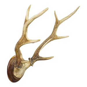 Big Black Forest Red Deer Trophy on Turned Plaque - Germany 1930