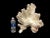 White Natural White Coral Reef Specimen #5 For Sale - Image 8 of 8