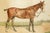 Rare Pair Antique English Horse Portraits on Silk Hand Painted Equestrian Sporting Art Home Decor For Sale - Image 4 of 17