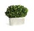 English Boxwood Bush in Oval Pot For Sale - Image 3 of 3