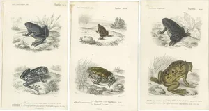 D'Orbigny, Illustrations of Frogs and Toads, 1861, Prints, Set of 3
