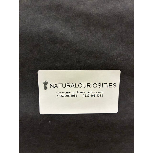 Paper Oversized Natural Curiosities Harvey Seaweeds 11 Botanical Print – Framed For Sale - Image 7 of 7
