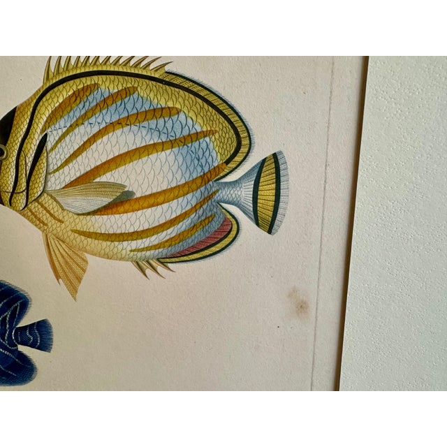 Set 3 Hand-Colored Engraving - Captain Duperry "Voyage De La Coquille" 1826 For Sale - Image 10 of 18