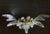 Murano Palmette Crystal Glass Sconces - a Pair For Sale - Image 4 of 6
