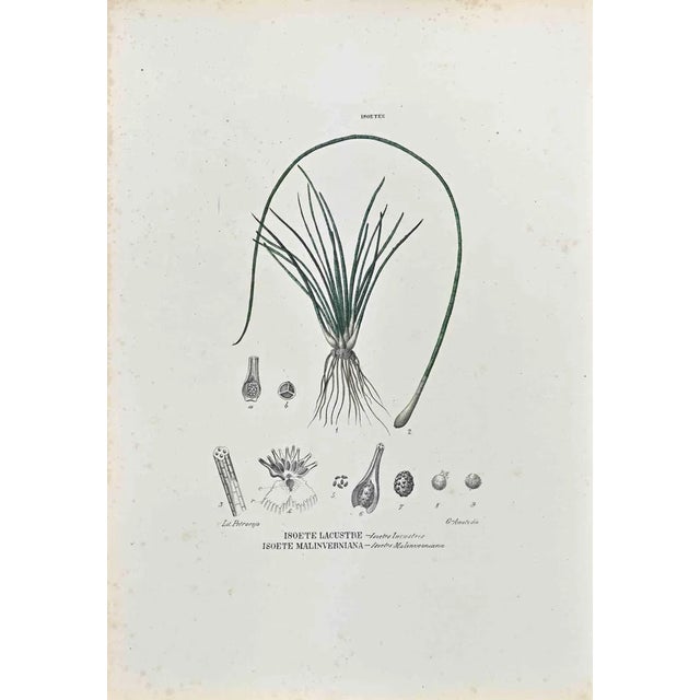 Vincenzo Tenore, The Isoetee, Lithograph, 1870s For Sale