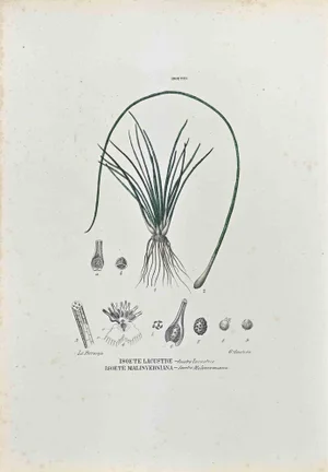 Vincenzo Tenore, The Isoetee, Lithograph, 1870s