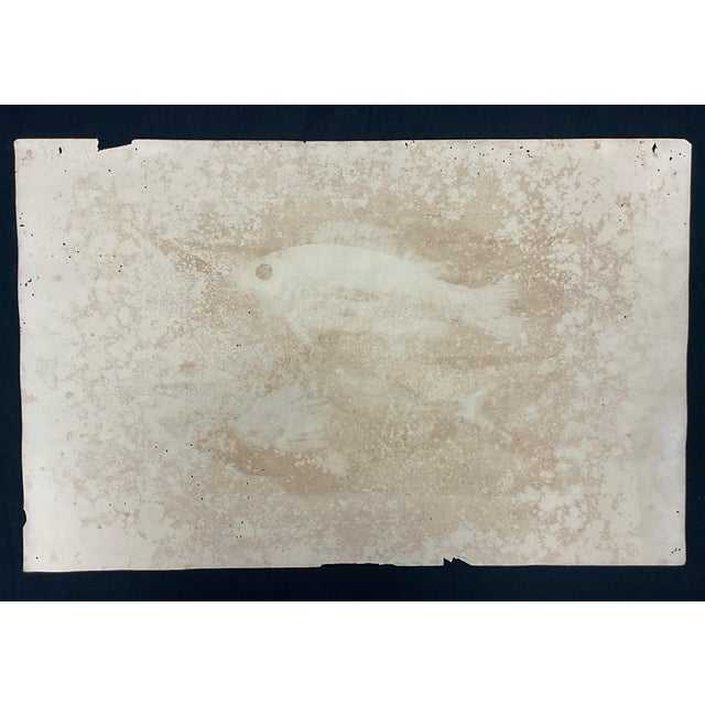 Mark Catesby Engraving, "Coney Fish and Cottonwick" For Sale - Image 10 of 10