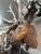Late 19th Century Wood Carved Stag Head Blakc Forest Deer Carving For Sale - Image 4 of 9