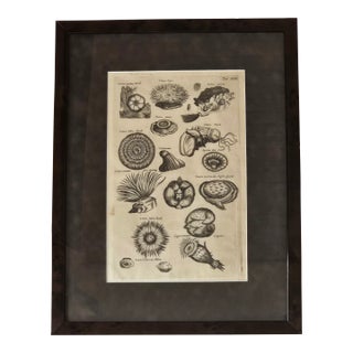 Framed Antique Marine Life Engraving After Johannes Jonston, Natural History Plate XVIII For Sale