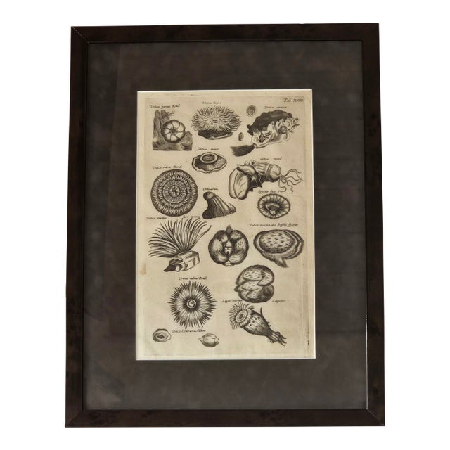 Framed Antique Marine Life Engraving After Johannes Jonston, Natural History Plate XVIII For Sale