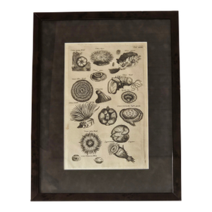 Framed Antique Marine Life Engraving After Johannes Jonston, Natural History Plate XVIII