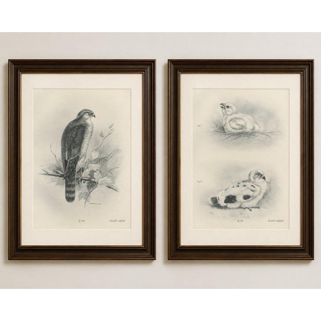 Adult sparrowhawk and chicks antique bird prints, set of two, circa 1908 a finely detailed set of two original...