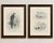 Adult sparrowhawk and chicks antique bird prints, set of two, circa 1908 a finely detailed set of two original...