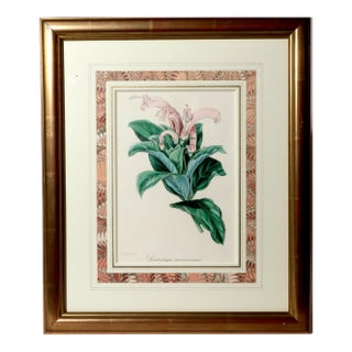 Antique Botanical Print of the "Surinam Centropogon" by Sir Joseph Paxton For Sale