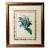 Antique Botanical Print of the "Surinam Centropogon" by Sir Joseph Paxton For Sale
