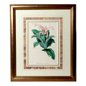 Antique Botanical Print of the "Surinam Centropogon" by Sir Joseph Paxton