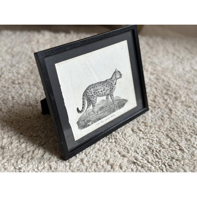 Biedermeier Artist, The Gentle Cat, 1831, Lithograph, Framed For Sale - Image 3 of 18