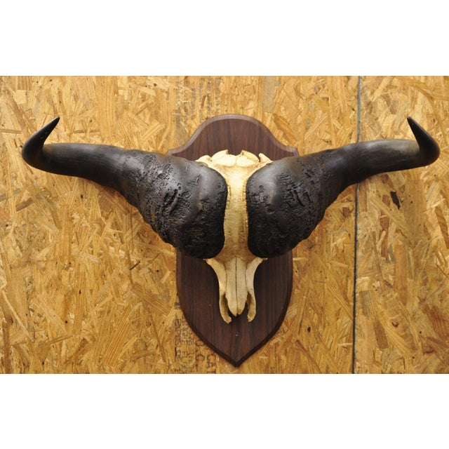 Vintage African Cape Buffalo Skull European Mount on Wooden Plaque Taxidermy For Sale - Image 12 of 12