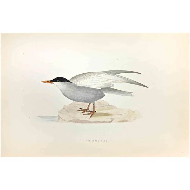 Whiskered Tern is a modern artwork realized in 1870 by the British artist Alexander Francis Lydon (1836-1917) . Woodcut...