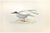 Whiskered Tern is a modern artwork realized in 1870 by the British artist Alexander Francis Lydon (1836-1917) . Woodcut...