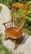 Offered is an Hitchcock “Faithful” rocker in the harvest finish as shown in Hitchcock’s 1970’s catalog. The chair is made...