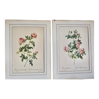Vintage Lithographic Prints of Roses From Remond Paintings - A Pair For Sale